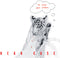 Neko Case - Tigers Have Spoken [LP]