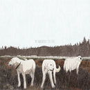Foxing - The Albatross: Ten Years [LP - Brown]