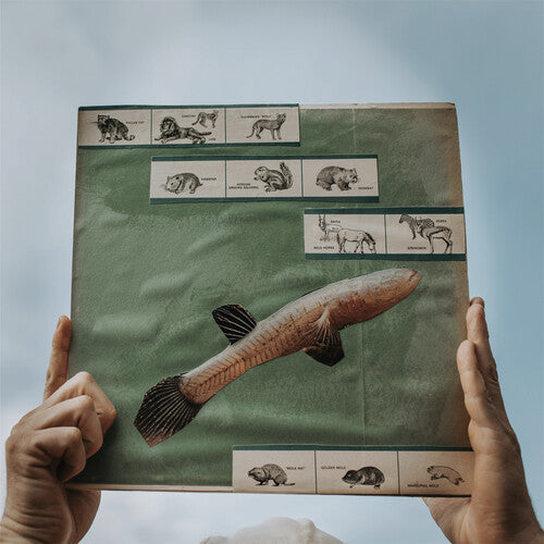 Cotton Jones - The River Strumming [LP]