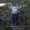 MJ Lenderman / Wednesday - Guttering [Cassette]