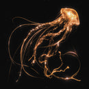 Royal Blood - Back To The Water Below [LP - Clear]