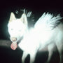 Fat Dog - Cancel Me - I'm Tired [LP - Coke Bottle Clear]
