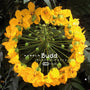Harold Budd - Avalon Sutra [3xLP + CD]