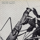 Courtney Barnett - Creature of Habit [LP - Caramel]