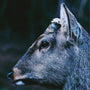 toe - the book about my idle plot on a vague anxiety  [LP - Deer Glisten/Blue]