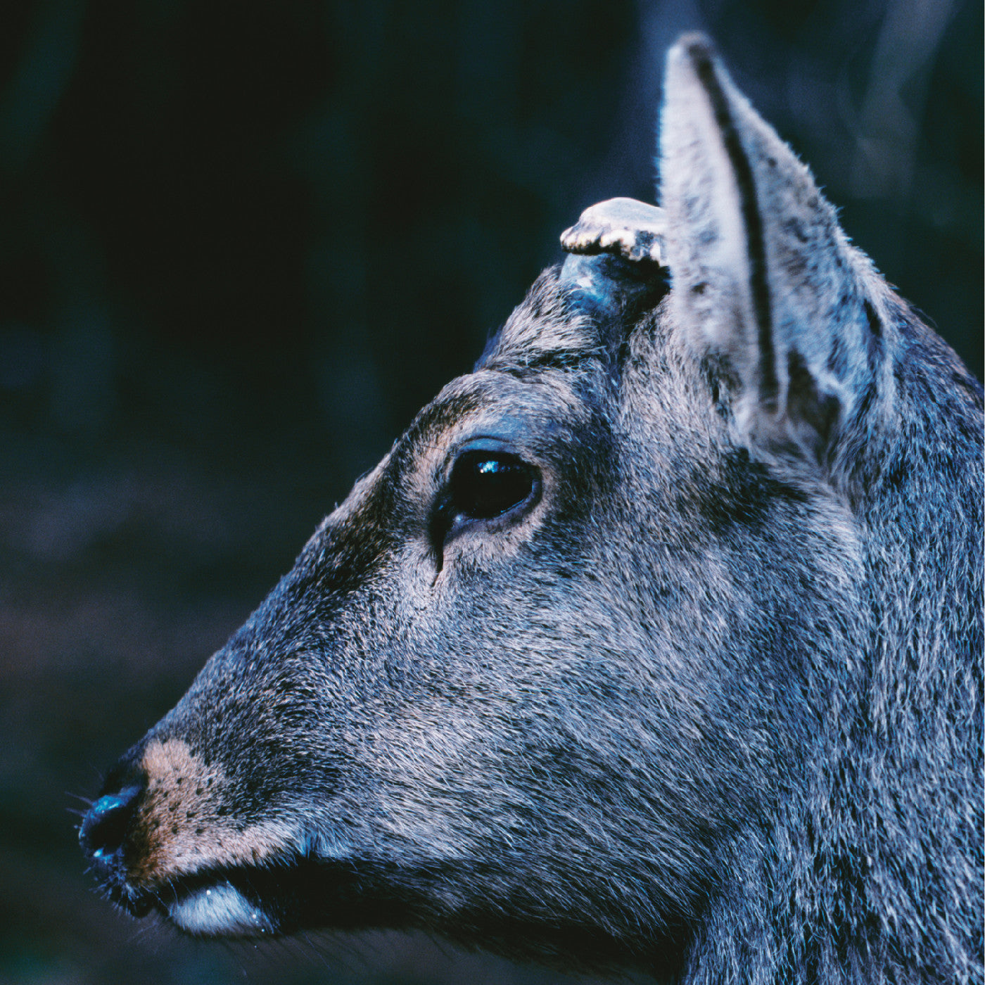 toe - the book about my idle plot on a vague anxiety  [LP - Deer Glisten/Blue]