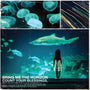 Bring Me the Horizon - Count Your Blessings [LP - Eco]