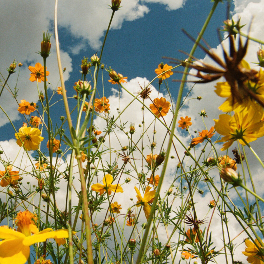 Tasha - You Are Spring! [LP - Yellow/Wildflower]