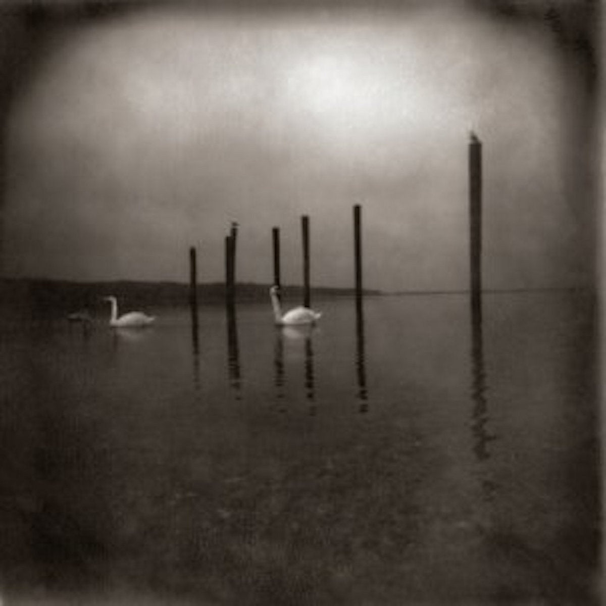 Om - Conference Of The Birds [LP]