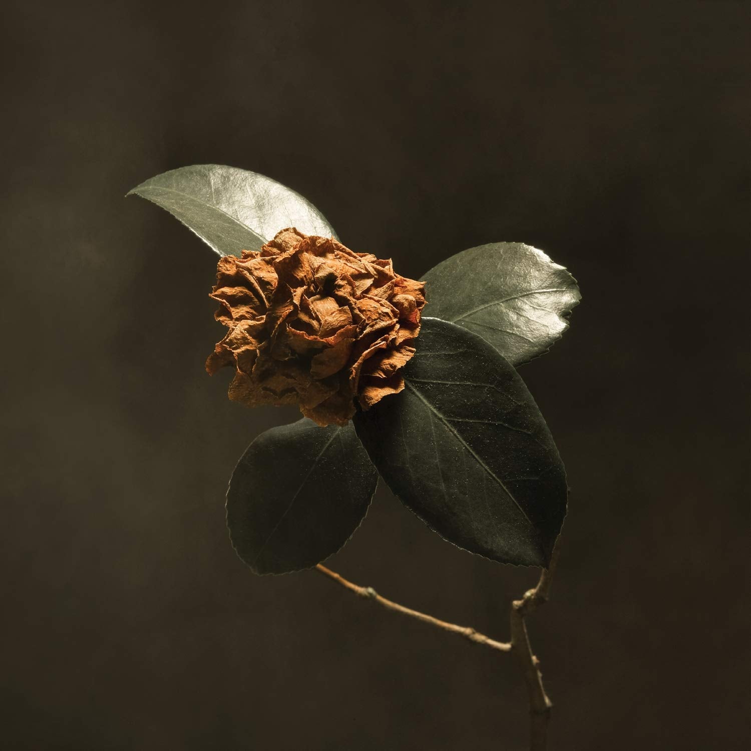 St. Paul & The Broken Bones - Young Sick Camellia [CD]