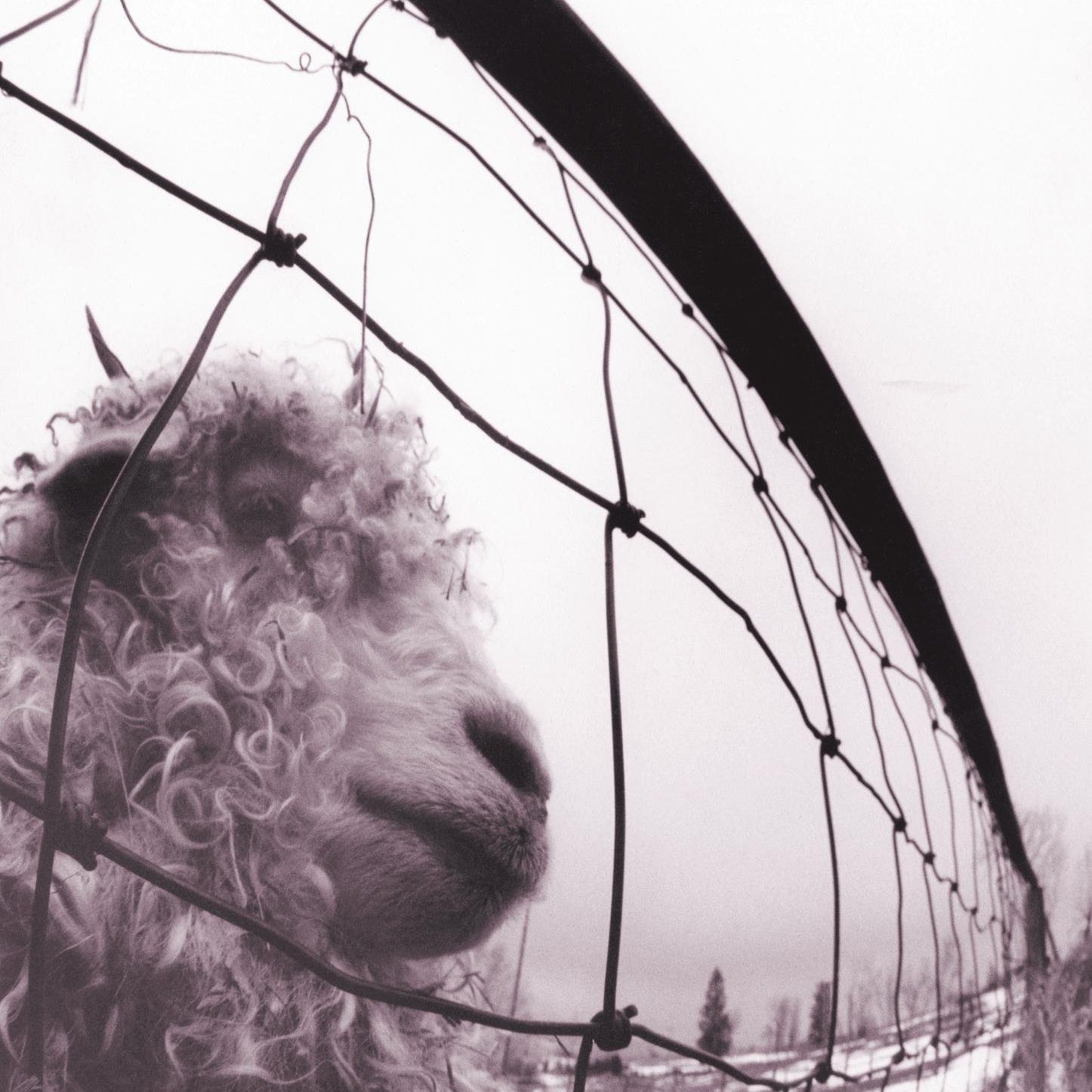 Pearl Jam - Vs [LP]