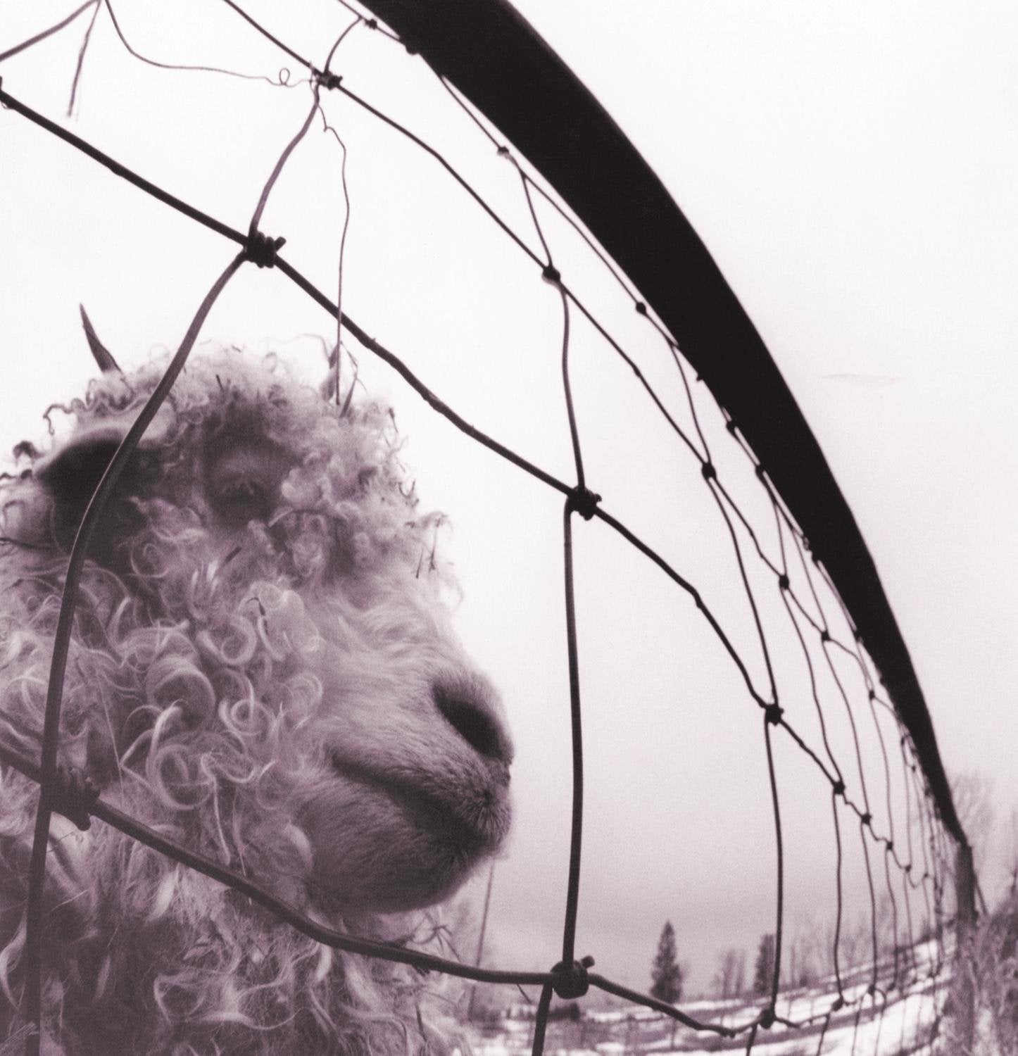 Pearl Jam - Vs [LP]