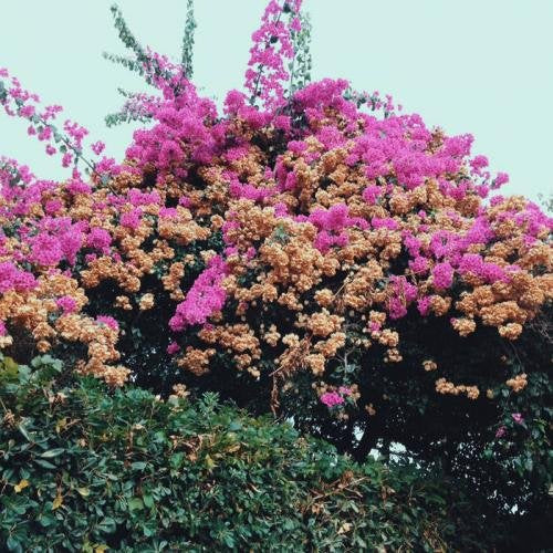 Jay Som - Turn Into [LP - Light Blue]